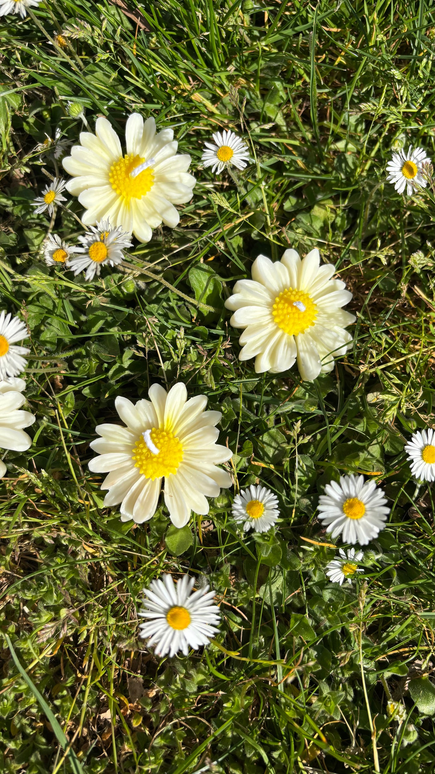 Daisy