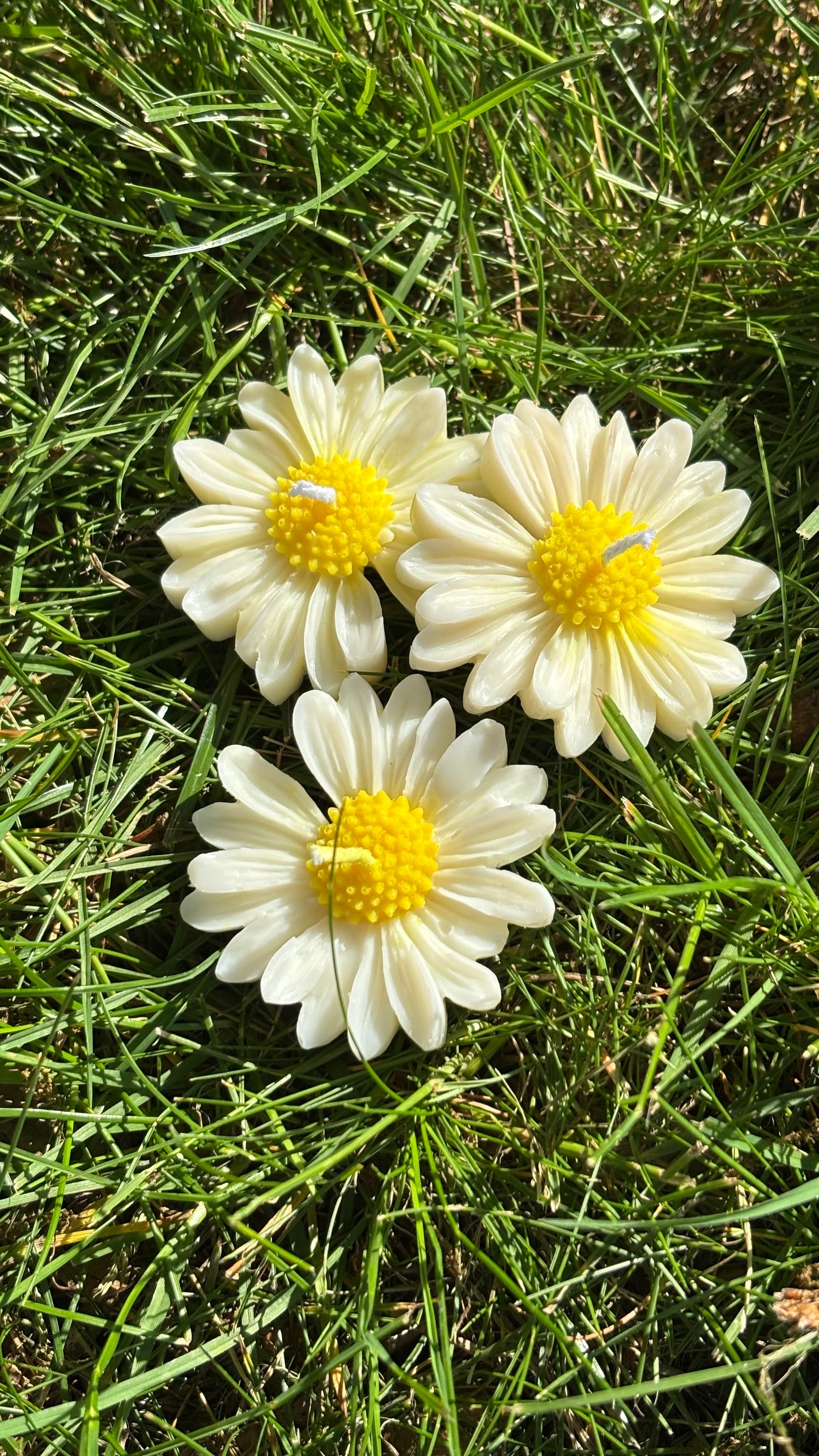 Daisy