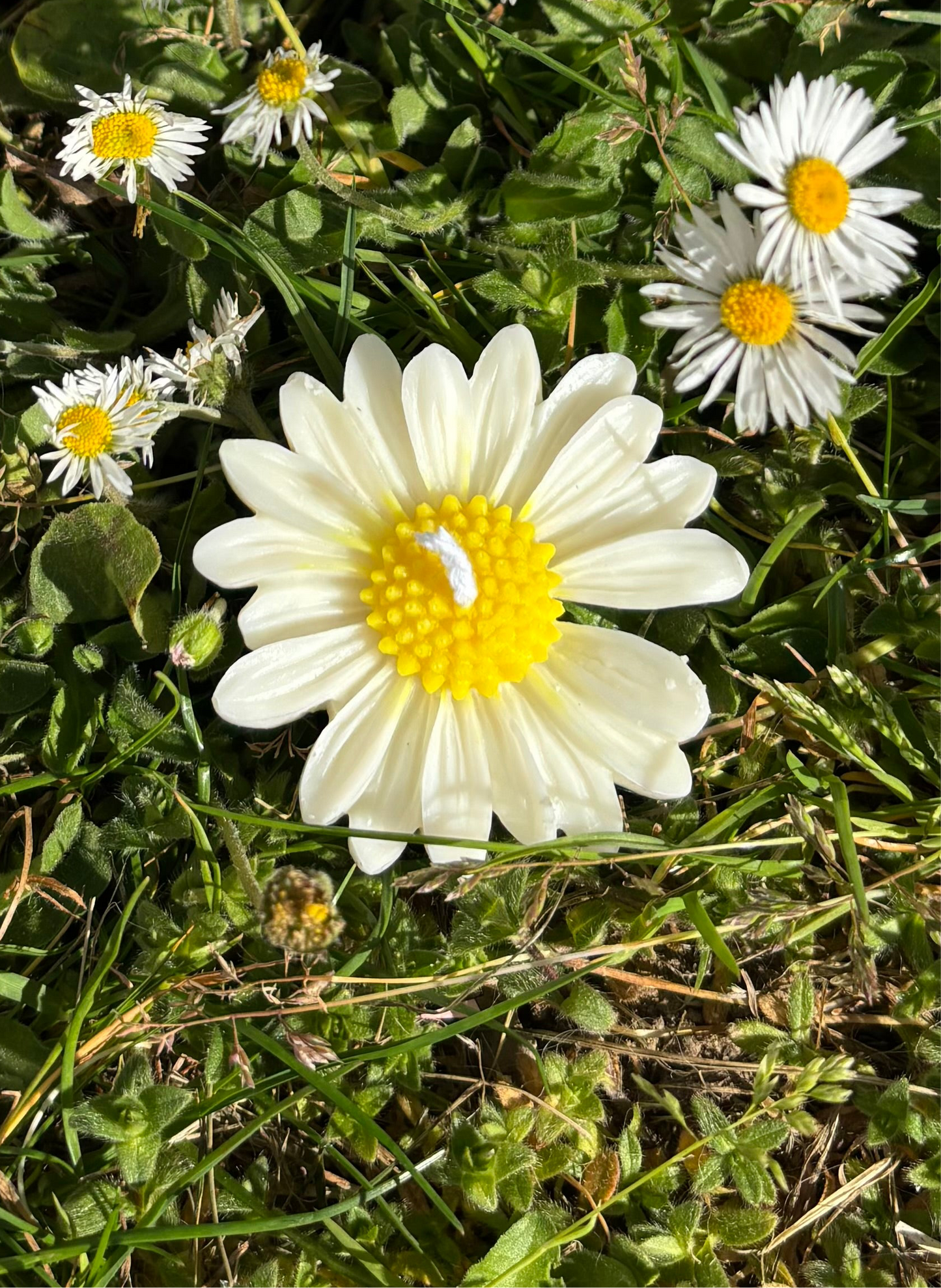 Daisy